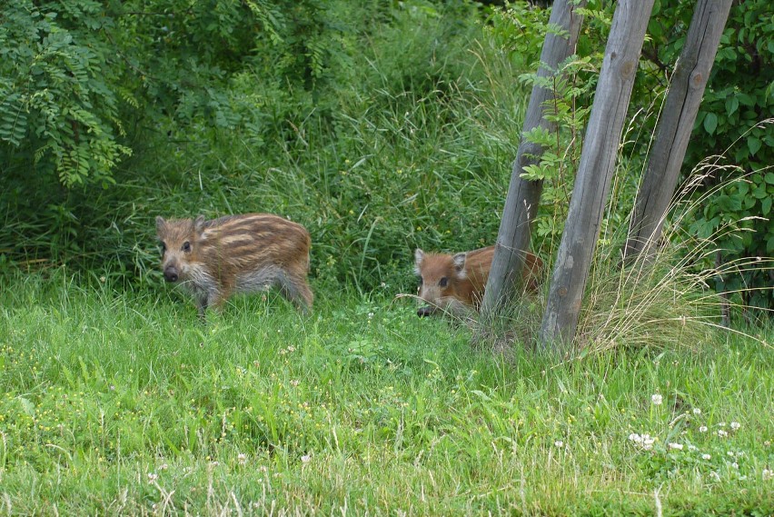 Dziki w Koziegłowach