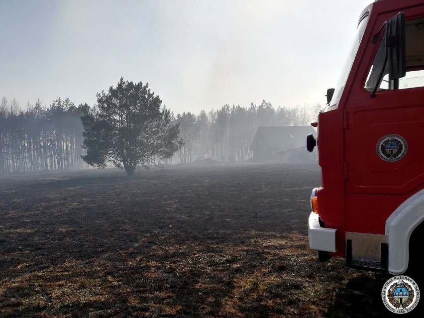 Grożny pożar lasu. 20 zastępów strażaków walczyło z żywiołem przez kilka godzin. Na miejsce ściągnięto samolot gaśniczy