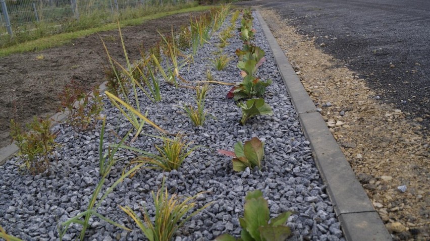 W Gliwicach powstają mini ogrody deszczowe. Pomagają drogom i pięknie wyglądają