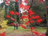 Jesień w arboretum w Rogowie. Przebarwiają się liście drzew i krzewów, ale rośliny też kwitną i owocują