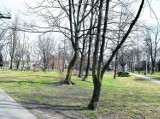 Rusza kolejny etap rewitalizacji Parku Miejskiego w Pleszewie. Będzie nowa toaleta, remont alejek i 4000 nowych nasedzeń