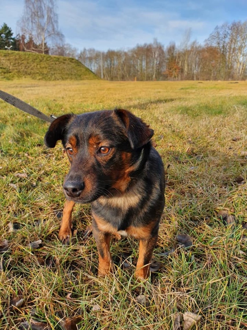 Buba jeszcze niedawno bał się wychodzić na spacery. Teraz szuka swojego człowieka