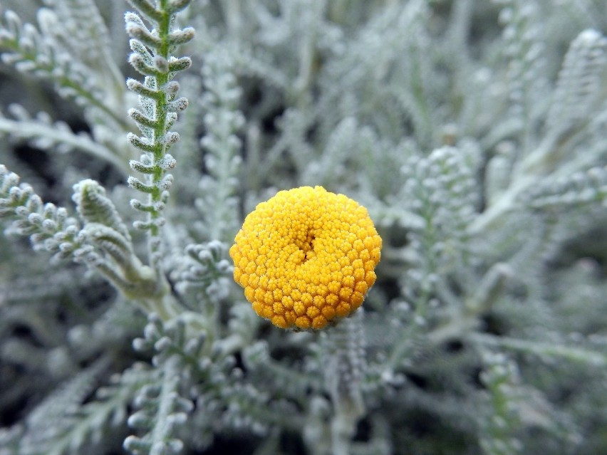 Santolina cyprysikowata (Santolina chamaecyparissus)...