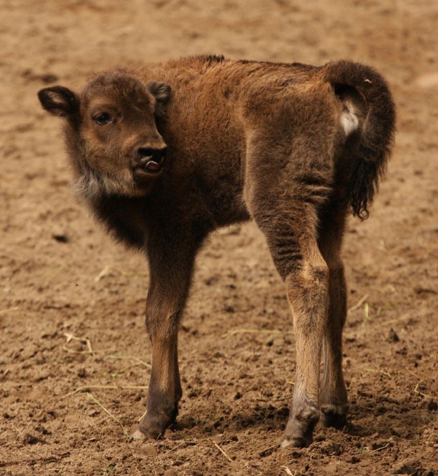 Zoo w Oliwie. Narodziny w rodzinie władców europejskich puszcz. Zobacz zdjęcia małego żubra!