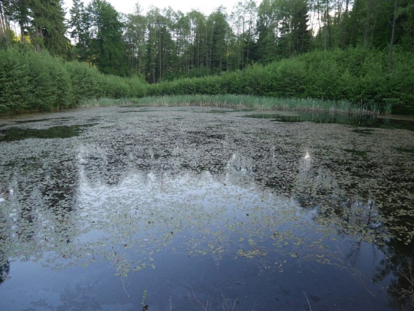 Nowo wybudowany staw hodowlany na zachód od Lasek. Miejsce...