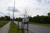 Zgierz: będzie wymiana suchych drzew na ul. Łódzkiej
