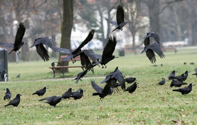 Gawrony i kawki opanowały legnicki park