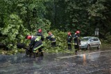 Utrudnienia na drodze wojewódzkiej w okolicach Wojnowa. Wichura powaliła drzewo