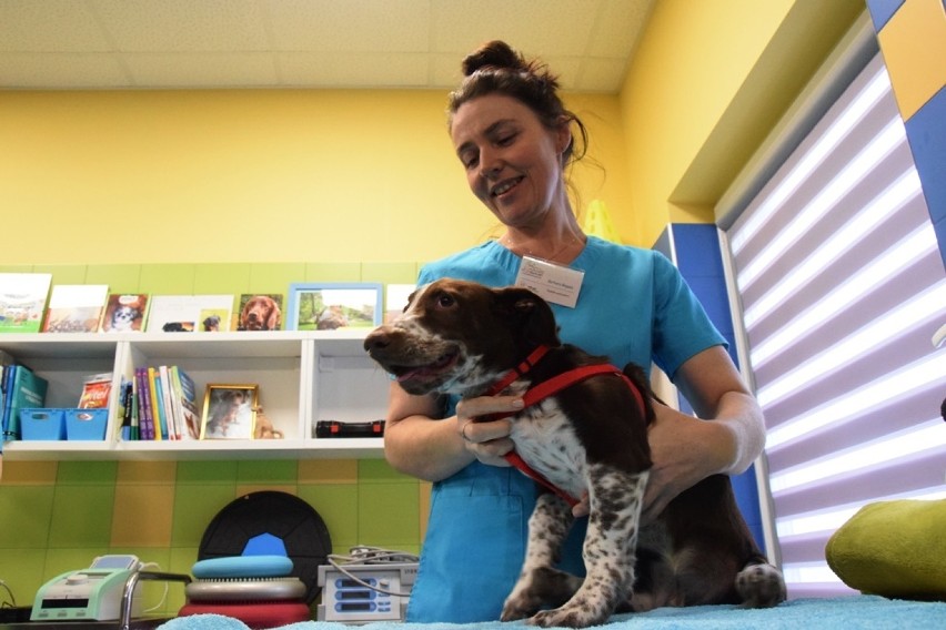 Jak czuje się Fijo z Chełmży? Skatowany przez właściciela pies jest leczony w klinice koło Bielska-Białej [zdjęcia]