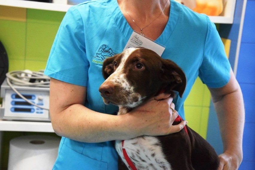 Jak czuje się Fijo z Chełmży? Skatowany przez właściciela pies jest leczony w klinice koło Bielska-Białej [zdjęcia]