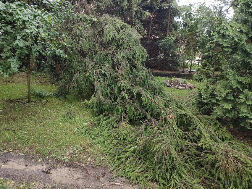 Potężna burza przeszła przez Rypin i powiat. Powalone drzewa, zerwane dachy, podtopienia [zdjęcia, wideo]
