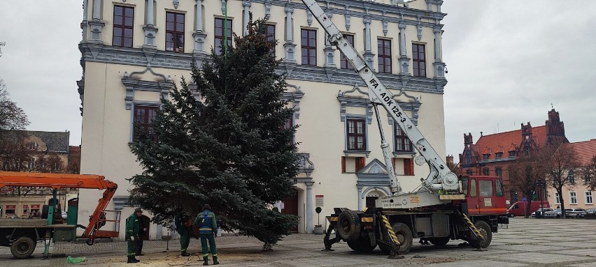 Na starówce w Chełmnie pracownicy ustawiają świąteczne...