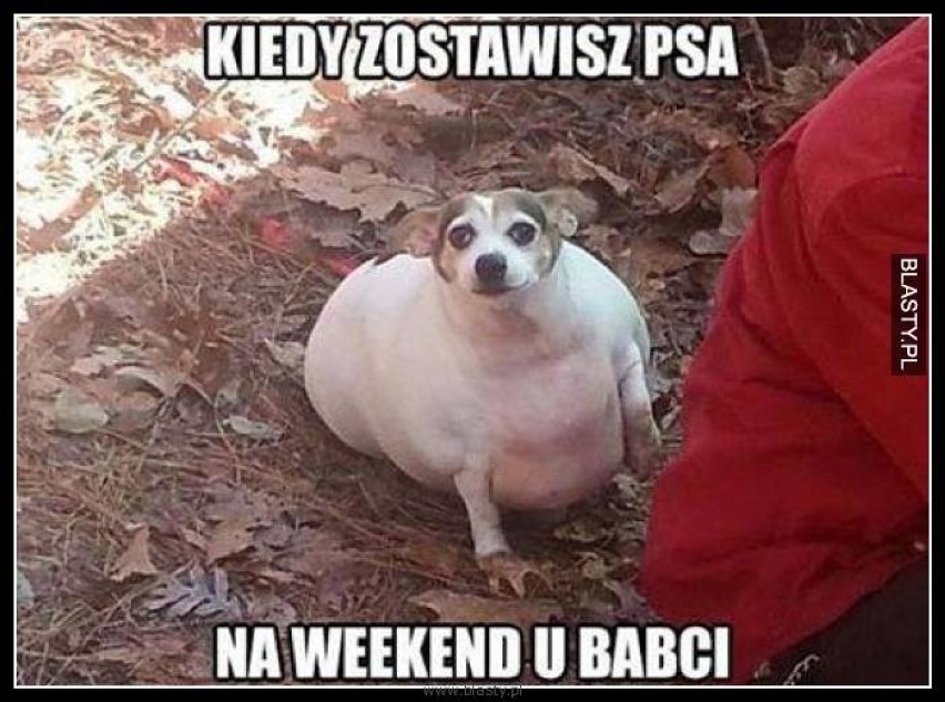 Dziś Dzień Babci. Oto najlepsze MEMY z babciami w roli...