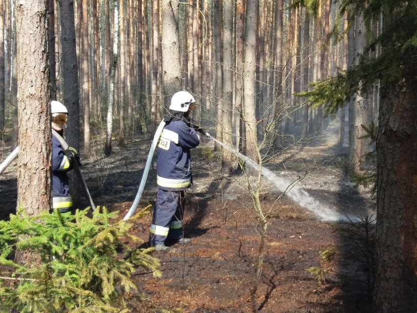 Pożar w okolicach Rzeczycy. Płomienie objęły hektar lasu