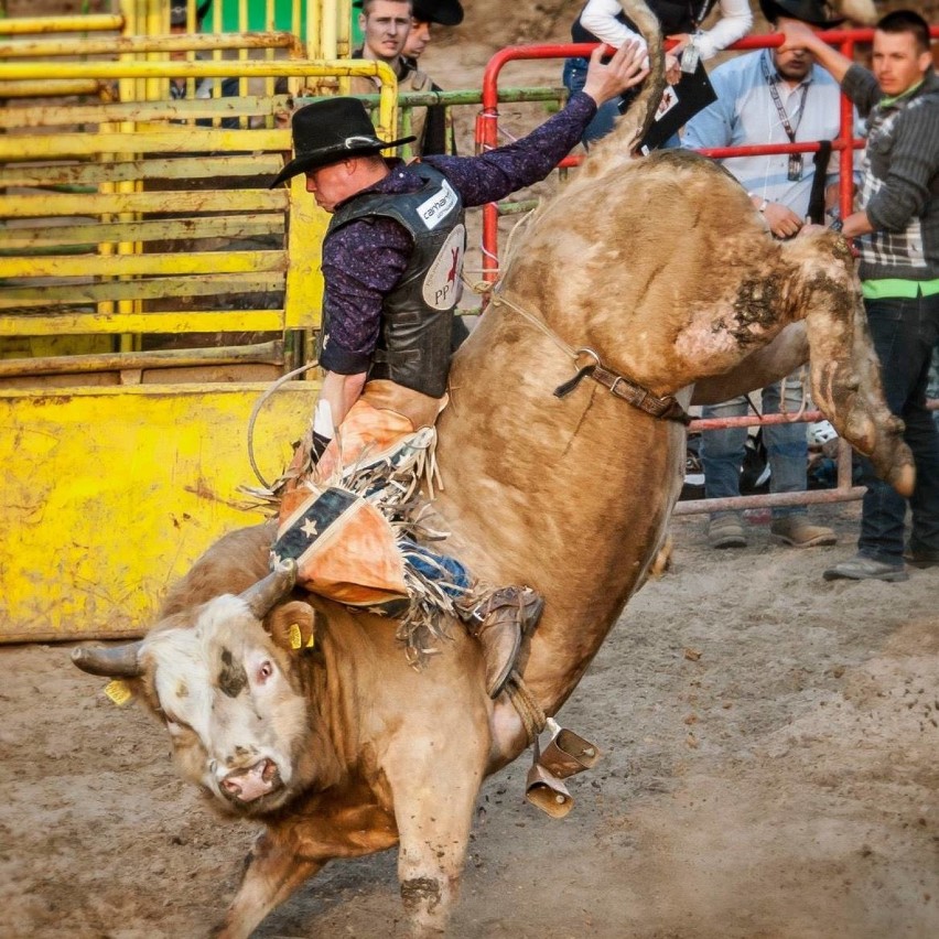 Jeździec rodeo z Oświęcimia. Szymon Wierzchosławski ma bogatą kolekcję tytułów mistrzów Europy i Polski w ujeżdżaniu koni i byków [GALERIA]