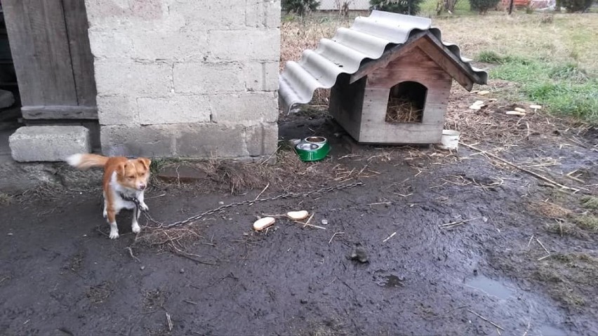 Łopoń. Gospodarz skazany za znęcanie się nad psami. Zwierzaki uratowali ANIMALSI [ZDJĘCIA]