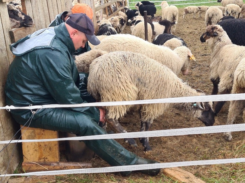 Idź owieczko do doja! Zobacz, jak wygląda praca przy owcach w Bieszczadach. Nie jest lekko [ZDJĘCIA, WIDEO]