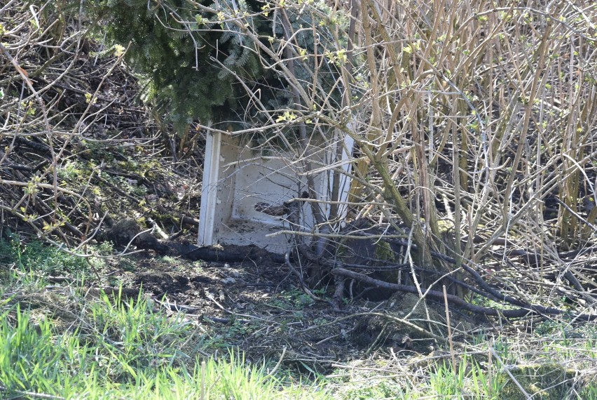 FELIETON: Niedzielny spacer z psami, czyli dlaczego czasami mi wstyd  [FOTO]