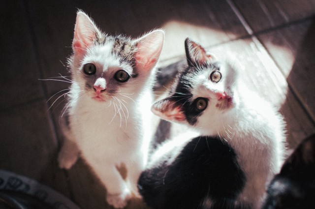 Przedstawiamy kociaki, które szukają domów. Wszystkie znajdują się pod opieką Bydgoskiego Klubu Przyjaciół Zwierząt Animals.