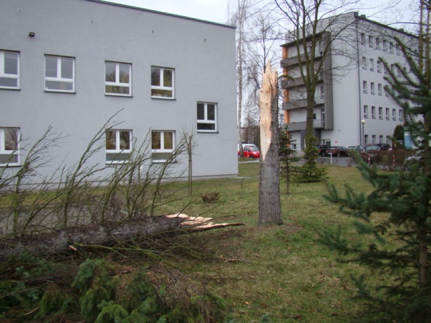 Wielkie drzewo złamane na terenie Szpitala Powiatowego w...