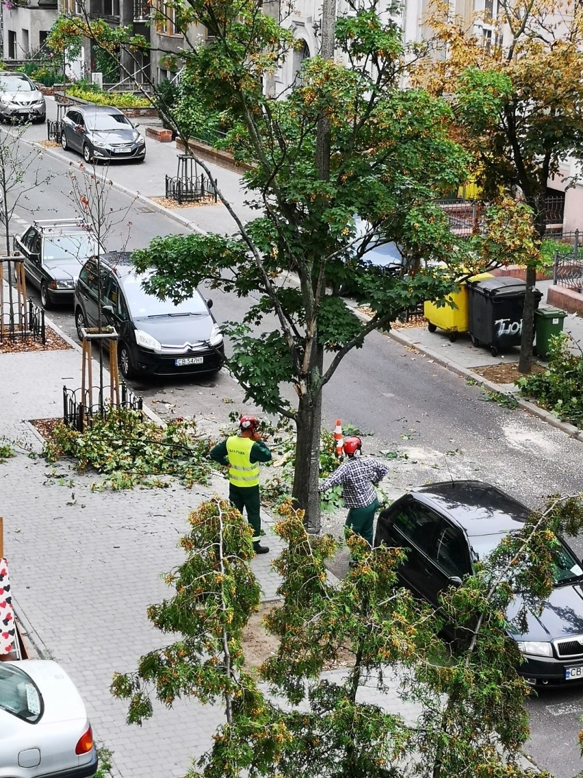 Wycinają sześć jarzębów z ulicy 20 Stycznia - sygnalizuje mieszkaniec Bydgoszczy