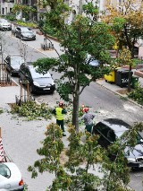 Wycinają sześć jarzębów z ulicy 20 Stycznia - sygnalizuje mieszkaniec Bydgoszczy