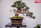 „Festiwal Kwiatów i Sztuki” zamek Książ: Narodowa Wystawa Bonsai [ZDJĘCIA]