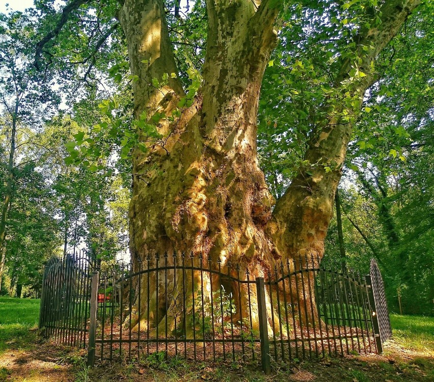 Według pomiarów opublikowanych na portalu Monumental Tres,...