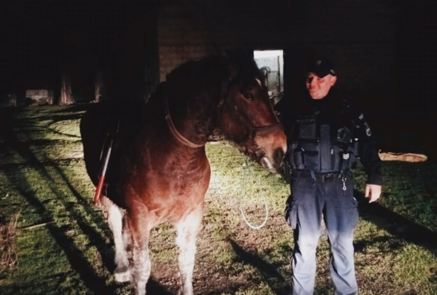 Policjanci spod Lubaczowa szukali... konia. I znaleźli – w sąsiedniej gminie [ZDJĘCIA]