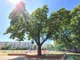 Toruńskie drzewo w konkursie! Głosujmy na Jeżyka z Torunia! Kasztanowiec może zostać Drzewem Roku 2023