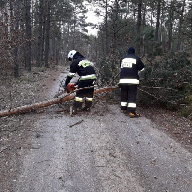 42 zdarzenia związane z usuwaniem skutków silnego wiatru. Wielu mieszkańców bez prądu