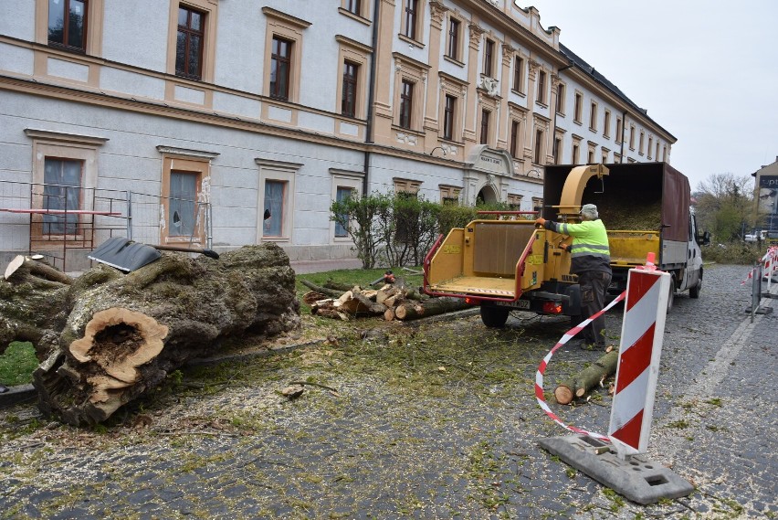 Pod piłę poszło dziewięć drzew. Wg informacji uzyskanej na...