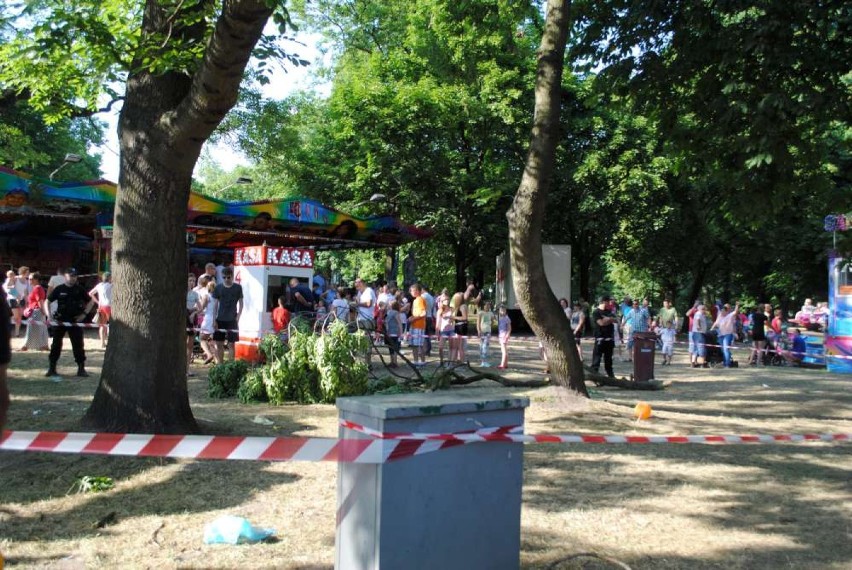 Wypadek na Dniach Szamotuł. Konar drzewa ranił 3 osoby. FOTO 