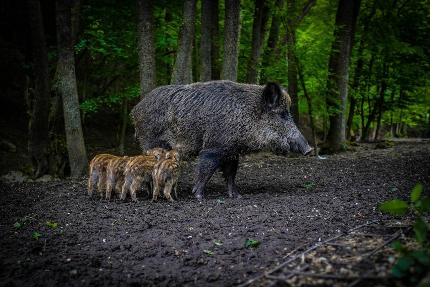 Dziki to niebezpieczne zwierzęta. W Jaworznie można często...