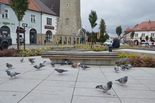 Rynek w Limanowej upodobały sobie gołębie. Radni nie chcą by były dokarmiane na jego płycie