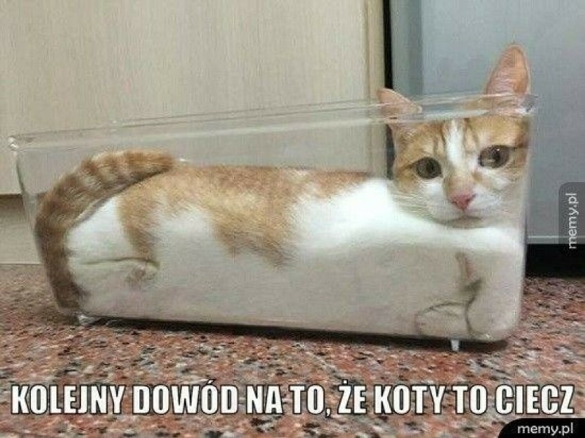 Oto najlepsze memy z kotami!