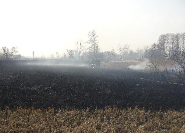 67 pożarów traw w pow. staszowskim [zdjęcia]