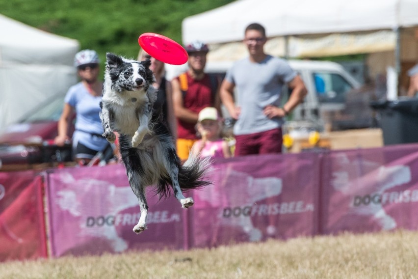 Miłośnicy psów biorą udział w akrobatycznych zawodach. Na...