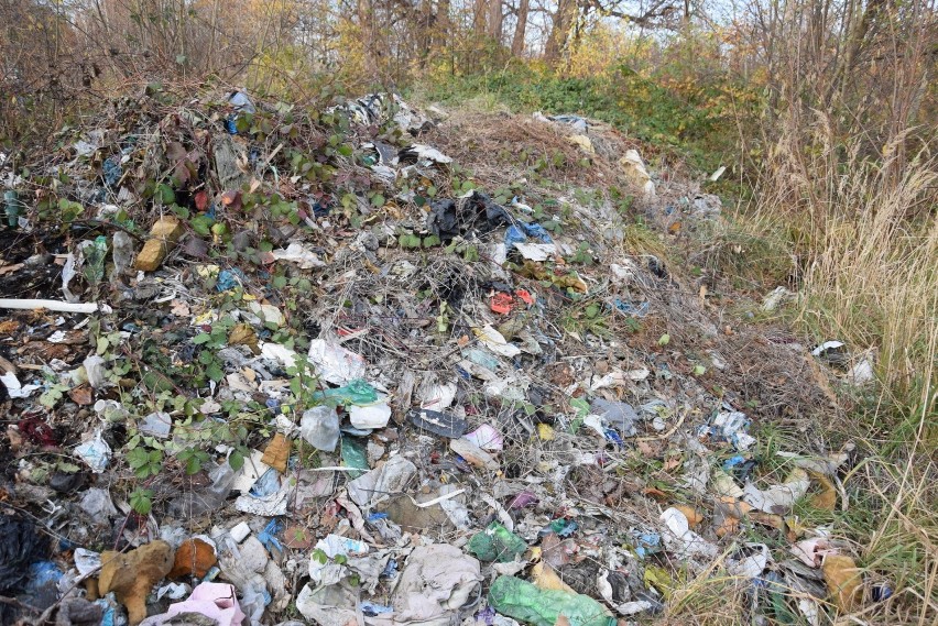 Nielegalne wysypisko śmieci w Konradowie pod Głuchołazami. Odpady zostawiła firma znanego piłkarza