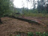 Bilans po burzy w gminie Konopnica. Zerwane dachy, drzewa na drogach i pozrywane linie energetyczne[ZDJĘCIA]