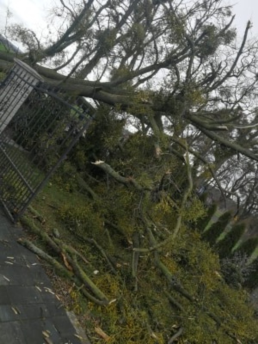 Silny wiatr łamał drzewa i uszkadzał dachy w Grudziądzu i powiecie. Kilkadziesiąt akcji strażaków [zdjęcia]