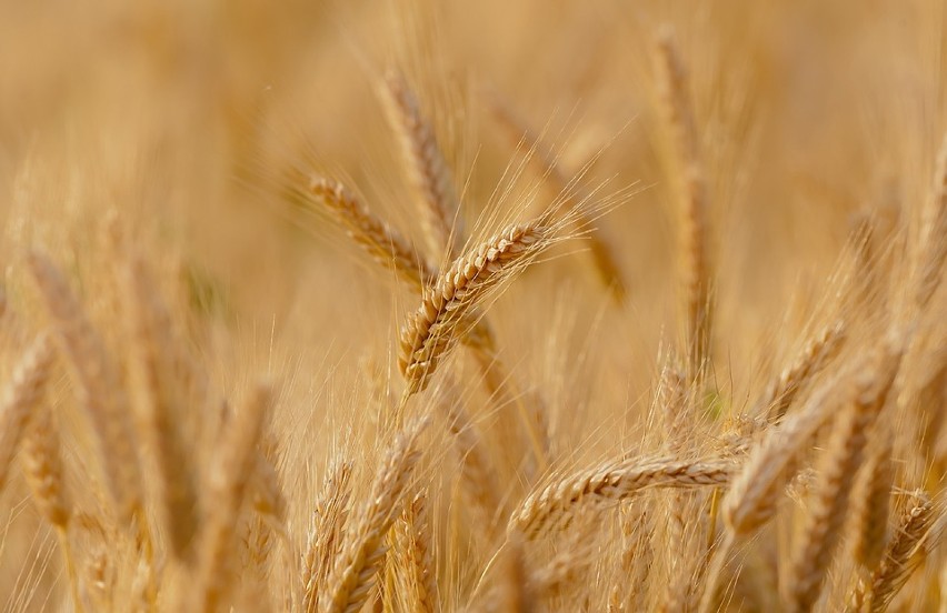 Centralne Targi Rolnicze Agro Premiery & Show 2019. Strefy tematyczne, kiedy, gdzie największa wystawa rolnicza w Polsce