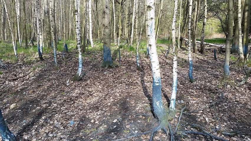 Czerwone rośliny na Piaskowej Górze w Wałbrzychu i inne roślinne osobliwości [ZDJĘCIA]