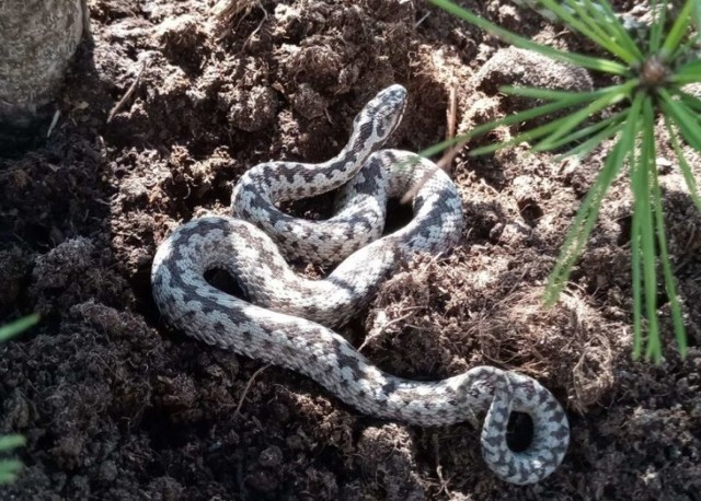 Jadowita żmija zygzakowata w ogródku przy ul. Mireckiej.