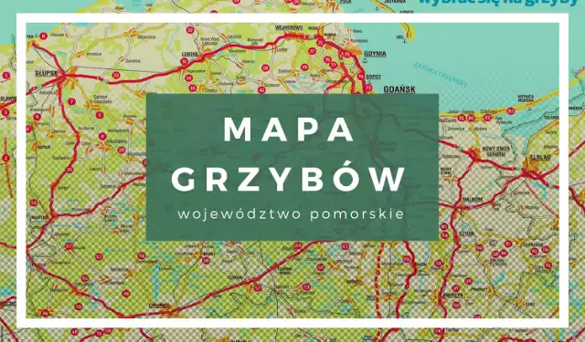 Raport grzyby 2018 - mapa występowania w województwie pomorskim. Popularne miejsca, gdzie jest wysyp grzybów