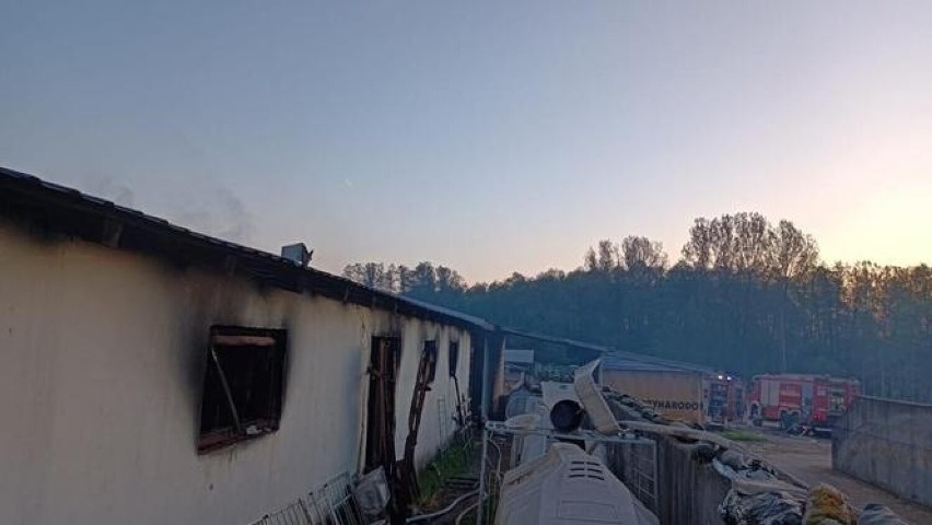 Tragiczny pożar obory w regionie. Ponad 100 sztuk bydła strawił ogień. W akcji udział wzięło 13 zastępów straży pożarnej