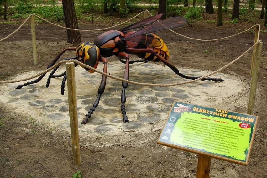 Park Olbrzymich Owadów powiększył się o... grzyby [FOTO]