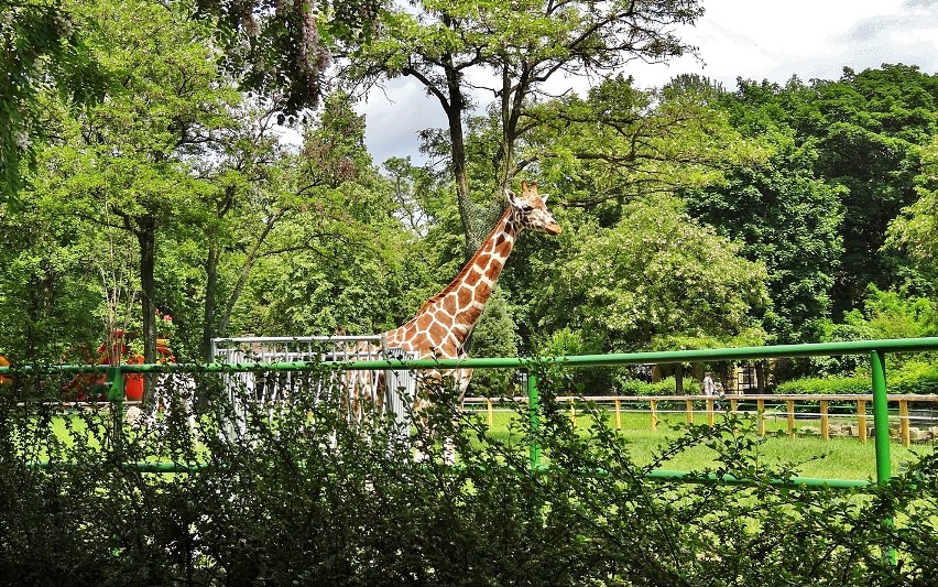 Po kolejnym zgonie żyrafki, w łódzkim zoo życie toczy się dalej [Zdjęcia]