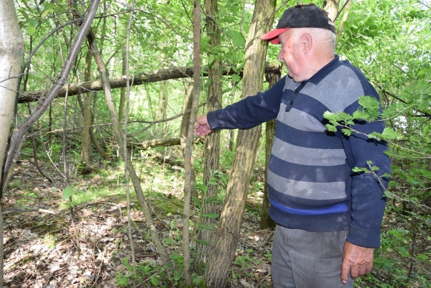 82-letni Edward Matuszewski z Ogarki pokazuje grób dwóch...