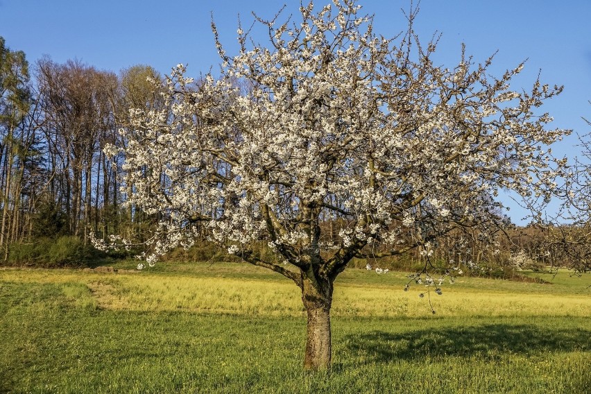 13 stopni Celsjusza
W Kostrzynie nad Odrą w najbliższą...